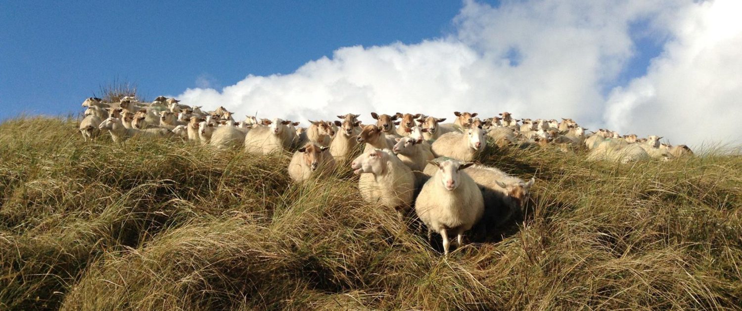 15392934_1387287674614852_7425969047247666902_o